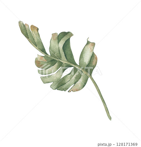 Tropical leaf watercolor illustration isolated on white. Palm leaf hand drawn in dusty sage and green colors. Foliage of jungle botanical sketch pastel tones for wedding stationery, spa branding. Tropical leaf watercolor illustration isolated on white. Palm leaf hand drawn in dusty sage and green colors. Foliage of jungle botanical sketch pastel tones for wedding stationery, spa branding. 128171369