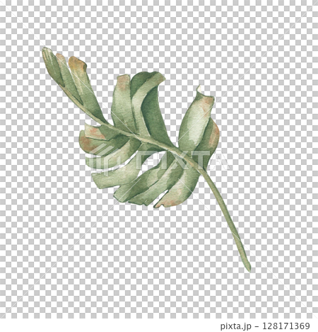 Tropical leaf watercolor illustration isolated on white. Palm leaf hand drawn in dusty sage and green colors. Foliage of jungle botanical sketch pastel tones for wedding stationery, spa branding. Tropical leaf watercolor illustration isolated on white. Palm leaf hand drawn in dusty sage and green colors. Foliage of jungle botanical sketch pastel tones for wedding stationery, spa branding. 128171369
