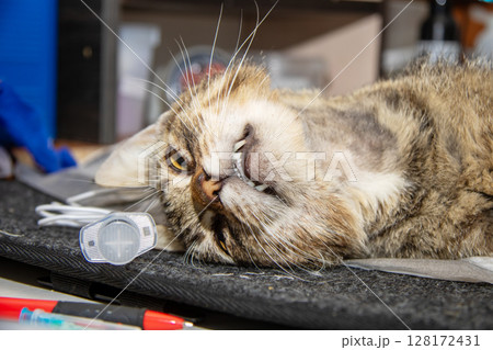 A Tabby Cat Relaxing and Showcasing Its Whiskers in a Cozy, Inviting Environment 128172431