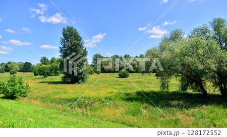 Summer landscape on the grassy bank of the river floodplain among the trees. 128172552
