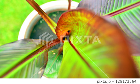 The vibrant red leaves of Musa Banana tree The vibrant red leaves of Musa Banana tree 128172564