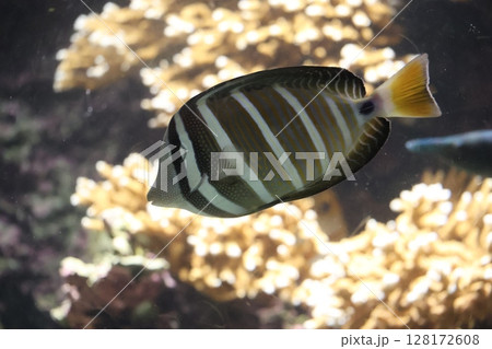 チョウチョウオの泳ぐ水族館の水槽の風景 チョウチョウオの泳ぐ水族館の水槽の風景 128172608