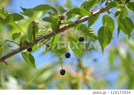 黒い実 128172834