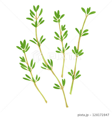 タイムの葉　水彩風手描きイラスト 128172847