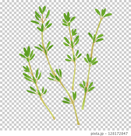 タイムの葉　水彩風手描きイラスト 128172847