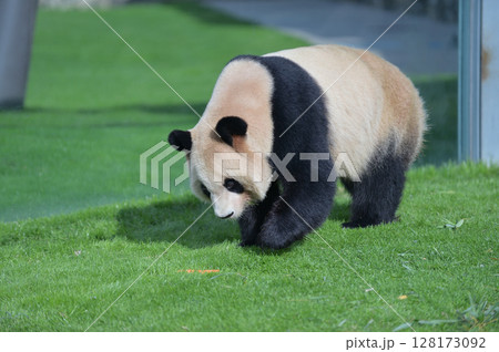 おやつを見つけた良浜 おやつを見つけた良浜 128173092
