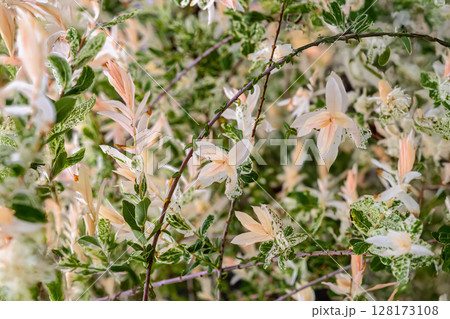 Hakuro Nishiki Dappled Willow close-up. Ornamental shrub with pastel leaves and variegated foliage. Concept of foliage as natural pattern, ornamental botanical background, garden spring foliage 128173108