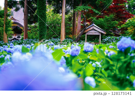 青い紫陽花 128173141