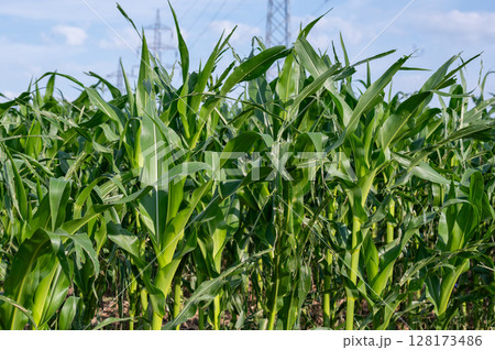 Lush green cornfield with tall stalks under a bright blue sky showcasing agricultural growth Lush green cornfield with tall stalks under a bright blue sky showcasing agricultural growth 128173486