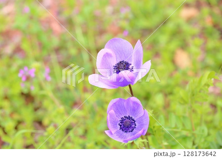 アネモネの花 アネモネの花 128173642