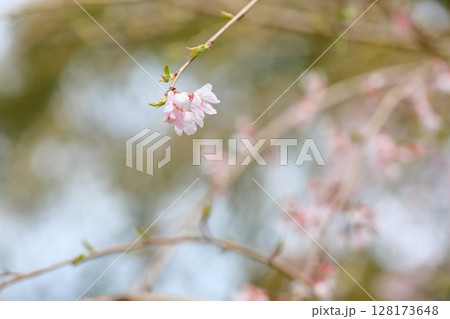 三春滝ザクラの花 128173648