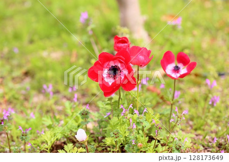 アネモネの花 128173649