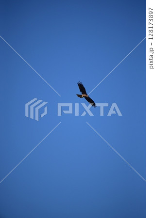 大空を飛ぶトンビ 大空を飛ぶトンビ 128173897