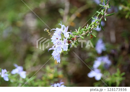 ローズマリーの花 128173936