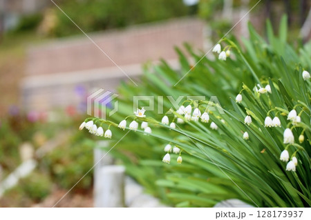 清楚　スノーフレークの花 128173937