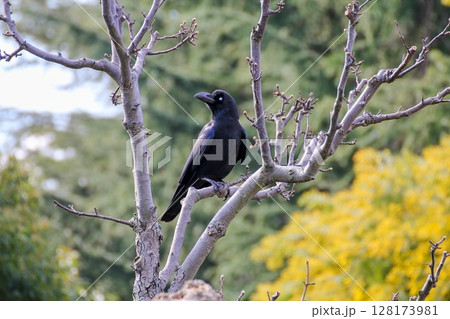 カラス 瞬膜 カラス 瞬膜 128173981