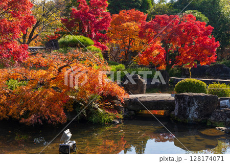 秋の兵庫県姫路市 紅葉の好古園 秋の兵庫県姫路市 紅葉の好古園 128174071