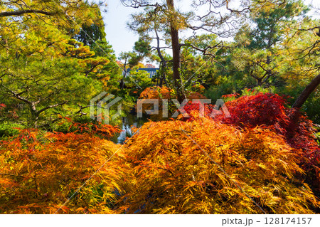 秋の兵庫県姫路市 紅葉の好古園 秋の兵庫県姫路市 紅葉の好古園 128174157