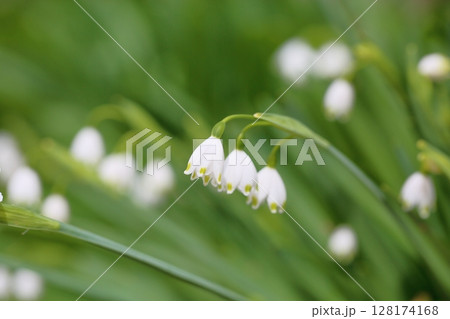 清楚 スノーフレークの花 清楚 スノーフレークの花 128174168
