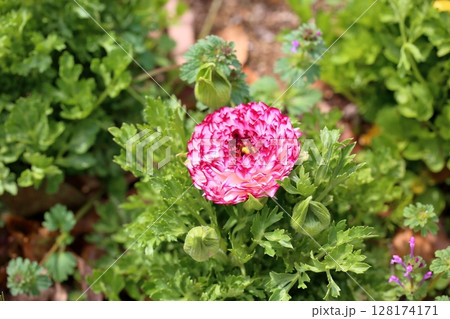 華やか　ラナンキュラスの花 128174171