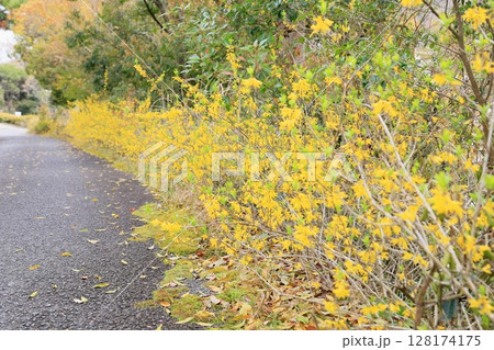 レンギョウの花　満開 128174175