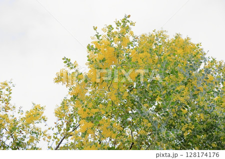 パールアカシアの花 128174176