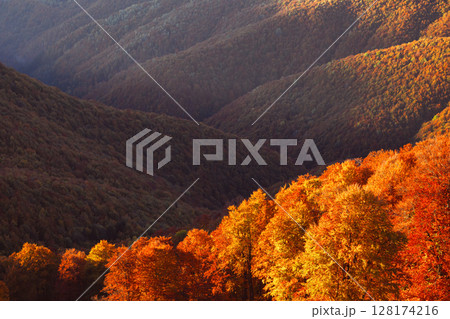 Evening sun sets over red beech forest in colorful autumn mountain landscape Evening sun sets over red beech forest in colorful autumn mountain landscape 128174216