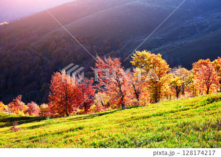Evening sunlight glows over red and yellow beech trees 128174217