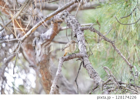 枝にとまる冬の野鳥 枝にとまる冬の野鳥 128174226
