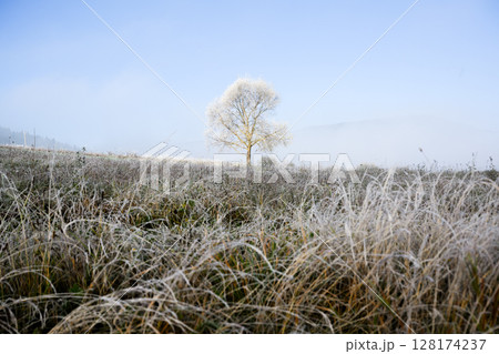Morning frost covers grassy valley and single tree in autumn mountains 128174237