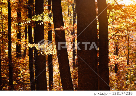 Old beech forest glowing by golden evening light at autumn season 128174239