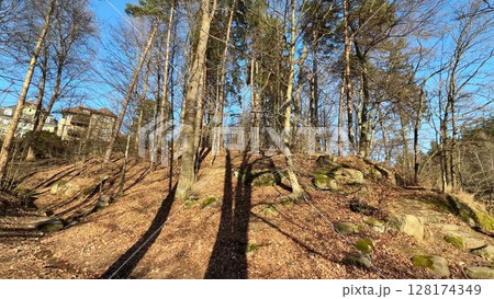 A Serene Forest Scene Featuring Tall Trees Surrounded by Scenic and Beautiful Views A Serene Forest Scene Featuring Tall Trees Surrounded by Scenic and Beautiful Views 128174349