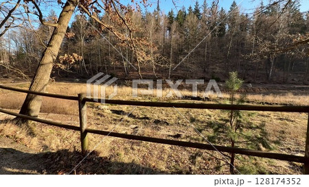 Enjoy the serene Autumn Landscape with a charming Rustic Fence and tall Pine Trees Enjoy the serene Autumn Landscape with a charming Rustic Fence and tall Pine Trees 128174352