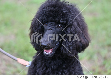 笑顔のスタンダードプードル 128175217