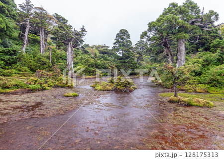 神が宿る 小花之江河 世界自然遺産屋久島(夏 神が宿る 小花之江河 世界自然遺産屋久島(夏 128175313