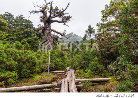 神が宿る　小花之江河　世界自然遺産屋久島(夏 128175314