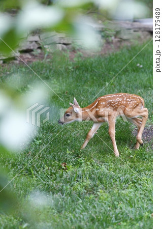 A Fawn in a Suburban Backyard 128175489
