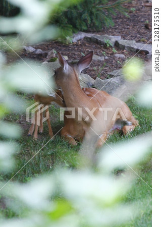 Suburban Deer with its Fawn Suburban Deer with its Fawn 128175510