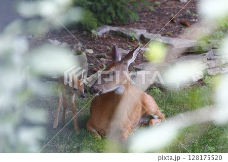 Suburban Deer with its Fawn Suburban Deer with its Fawn 128175520