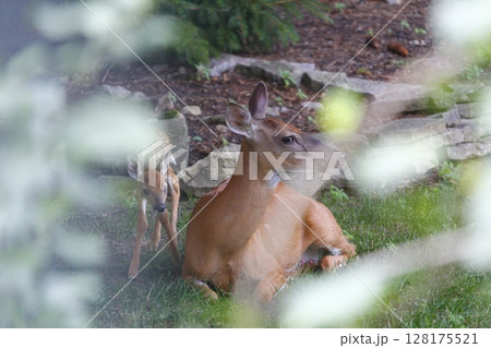 Suburban Deer with its Fawn Suburban Deer with its Fawn 128175521