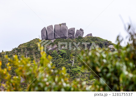 屋久島世界自然遺産高盤岳の夏景色、山頂の奇岩トーフ岩 128175537