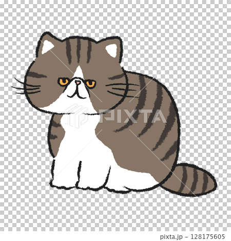 Sitting brown tabby cat/exotic shorthair 128175605