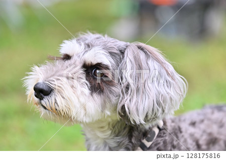 可愛いミニチュアシュナウザーのアップ 128175816