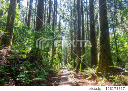 杉山とトロッコ線路 屋久島国立公園(夏 杉山とトロッコ線路 屋久島国立公園(夏 128175837