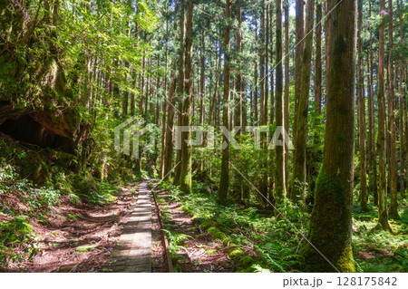 屋久島国立公園のきれいな杉山を走るトロッコ線路(7月) 128175842