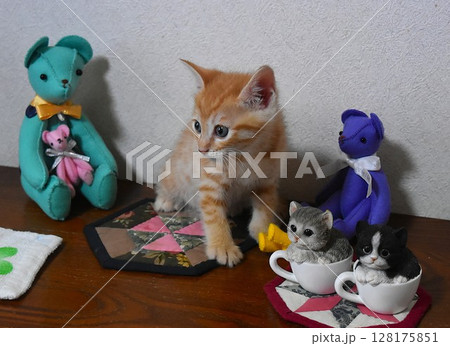 ヌイグルミと一緒に並ぶ子猫 128175851