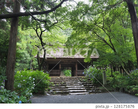アジサイ咲く阿弥陀寺の仁王門(山口県防府市) 128175876