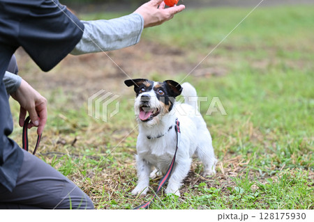 ボール遊びが大好きな愛犬　ジャックラッセルテリア 128175930