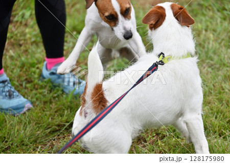 仲良しジャックラッセルテリアのワンプロ 仲良しジャックラッセルテリアのワンプロ 128175980