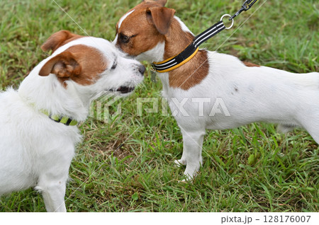 犬のあいさつ　2匹のジャックラッセルテリア 128176007
